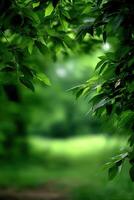 Lush green foliage frames a serene landscape in a tranquil forest photo