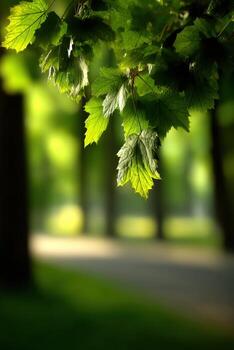 Green leaves on a tree in the park photo