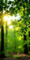 Lush greenery embraces sunlight in an enchanting forest setting photo