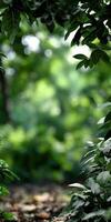 Lush greenery inviting exploration in a serene forest setting photo