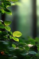 Sunlight filtering through leaves in a tranquil forest setting photo