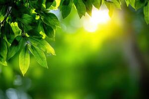 Sunlight filters through lush green leaves in a serene forest photo