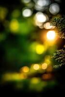Sunlight filters through foliage, casting golden hues on the forest floor photo