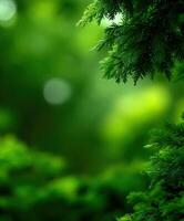 Green background wallpaper hd photo