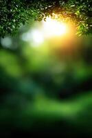 Lush foliage captures the golden glow of a tranquil afternoon photo