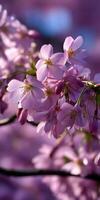 Cherry blossoms in full bloom during springtime photo