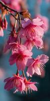 Cherry blossom flowers blooming in springtime photo