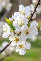 Cherry blossom flowers bloom in the spring sun photo