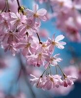 A close up of pink cherry blossoms photo