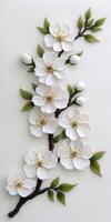 Cherry blossom flowers blooming on a branch in spring photo
