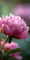 Peony flowers in bloom at a vibrant garden setting photo