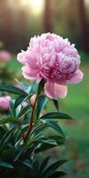 Blooms of peony flowers in a tranquil garden setting photo