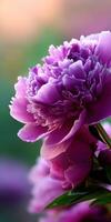 Vibrant peony blossoms in a garden setting photo