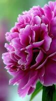 Beautiful peony flower in vibrant bloom outdoors photo
