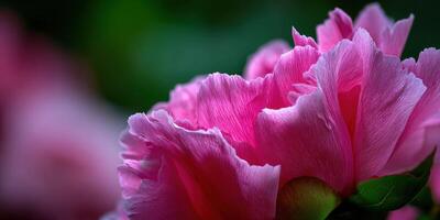 Vibrant peony flower with soft petals in bloom photo