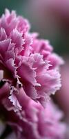 Beautiful peony flower in soft pink hues blooms photo