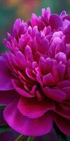 Vibrant peony flower blooms in rich colors photo