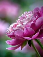Beautiful peony flower in soft focus garden setting photo