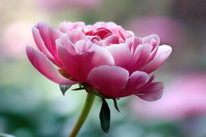 Blooming peony in soft pink hues during springtime photo