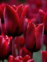 A close up of red tulips with water droplets photo