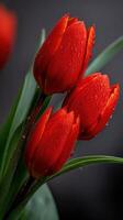 Red tulips with raindrops in cozy indoors photo