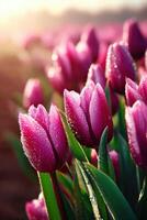 Vibrant purple tulips adorned with morning dew droplets photo