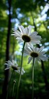 Daisies blooming in a lush green forest photo