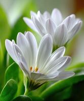 Beautiful daisies blooming in bright green foliage photo