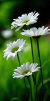 Daisies bloom gracefully in a lush green garden photo