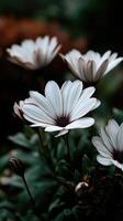 Beautiful daisies blooming in a tranquil garden setting photo