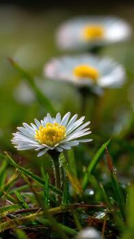 Daisies blooming in a lush green field during spring photo