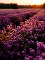 Lavender blooms at sunset in serene fields photo
