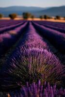 Lavender fields bloom under the golden sunlight photo