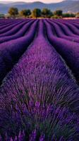 Lavender fields bloom under a serene sky view photo