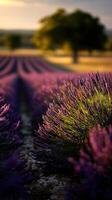 Lavender fields bloom under golden sunset skies photo
