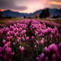 Sunset over a blooming lavender field photo
