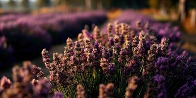 Lavender fields bloom in golden light photo
