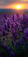 Fields of lavender bloom at sunset with vibrant colors photo