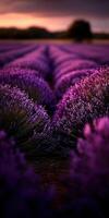 Vibrant fields of lavender in soft evening light photo