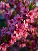 A close up of a pink flowering tree photo