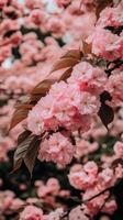 Pink cherry blossom tree in the park photo