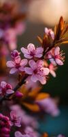 A close up of a flowering tree with pink flowers photo