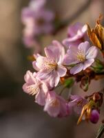 Photograph cherry blossoms by james kim on 500px photo
