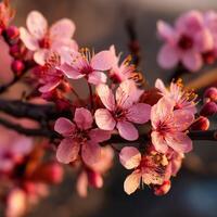 A close up of pink flowers on a tree photo