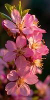 A close up of a pink flower on a tree photo