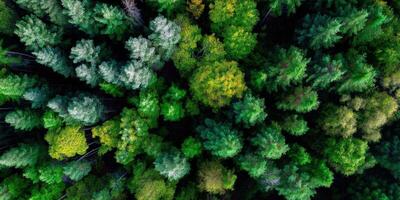 Lush green forest viewed from above during daytime photo