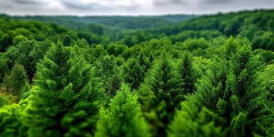Lush green forest landscape under cloudy sky photo