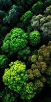 Lush green canopies in a dense forest landscape photo