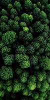 Exploring a vibrant canopy of lush green trees photo
