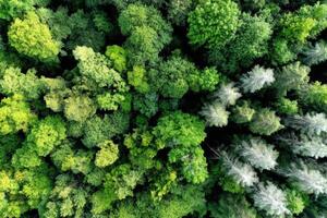 Lush green forest canopy viewed from above in daytime photo